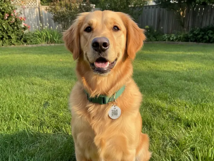 Dog collar tag with QR Code for pet information and owner contact